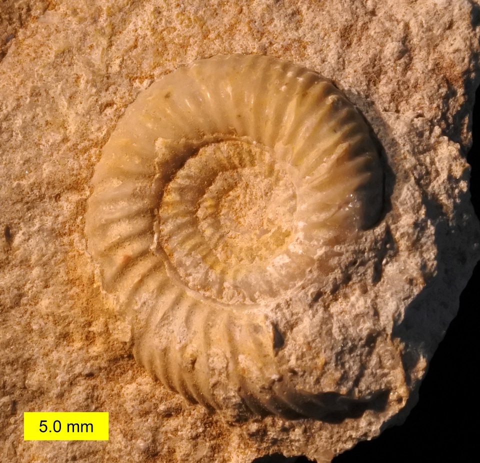 Leptosphinctes sp Fossil from the Jurassic Period