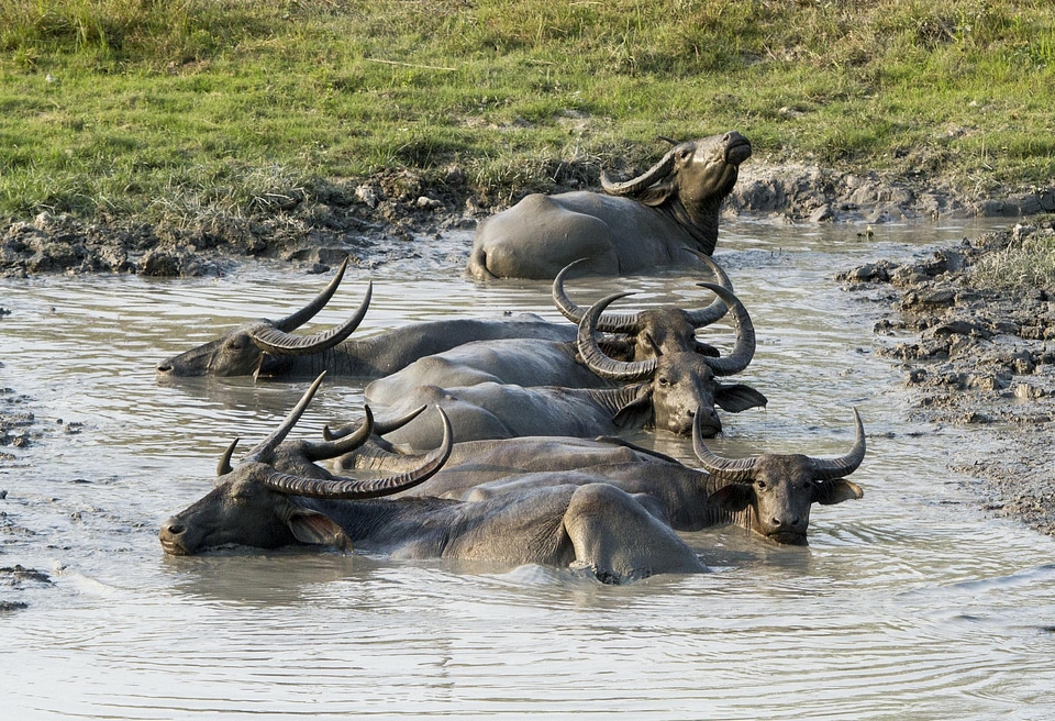 Mud animal kaziranga