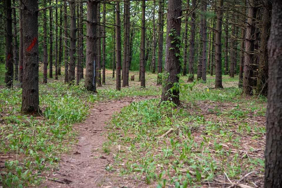 Trail through the Pine Forest