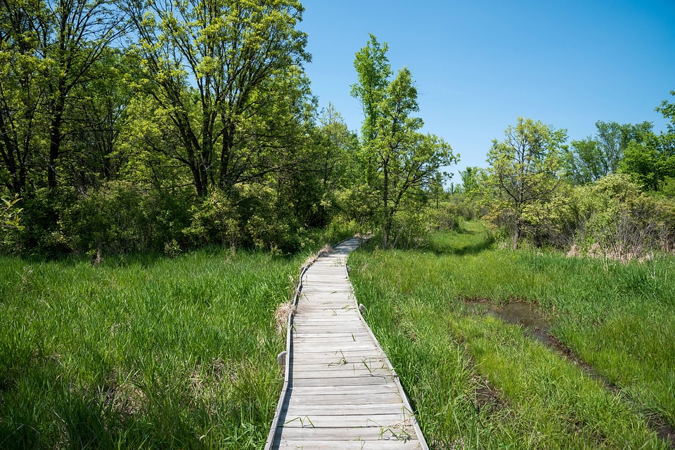 Boardwalk on the trail