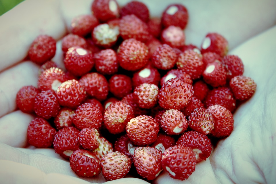 Fruit delicious berry