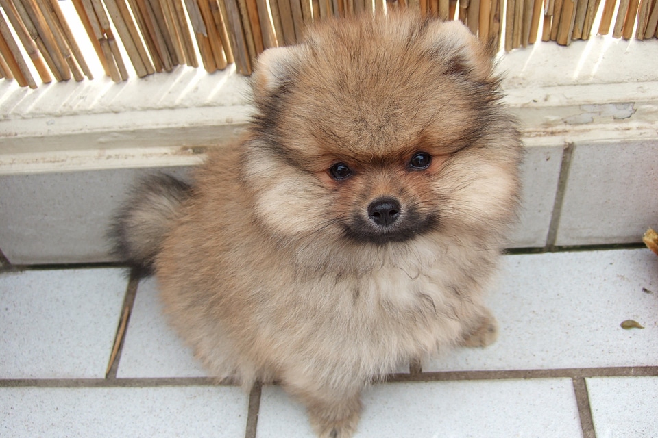 Puppy dog young dog
