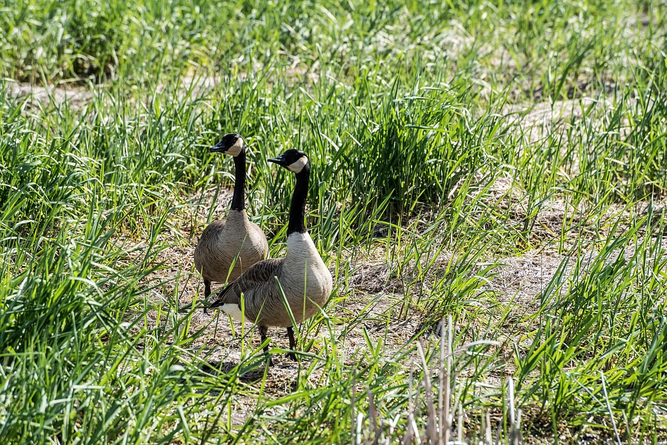 Two Canadian Geese in the Grass
