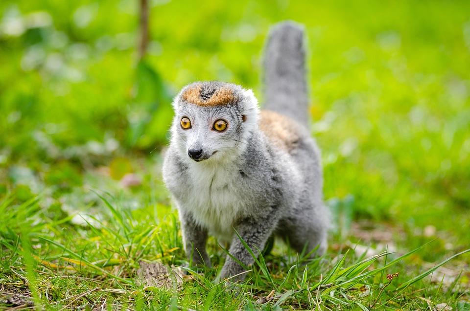 Lemur walking on the ground