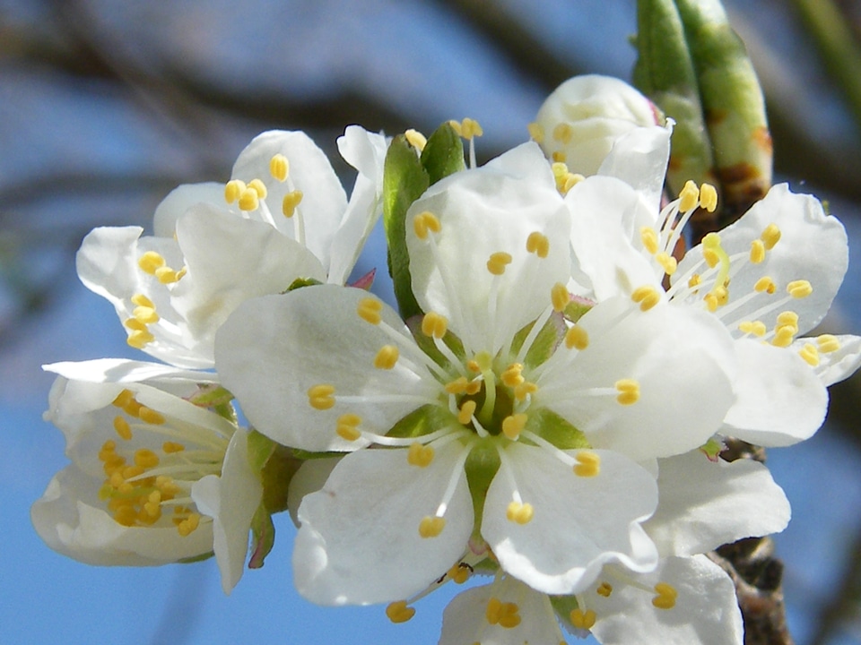 Blossom bloom white