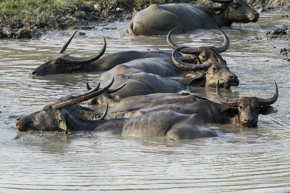 Mud animal kaziranga