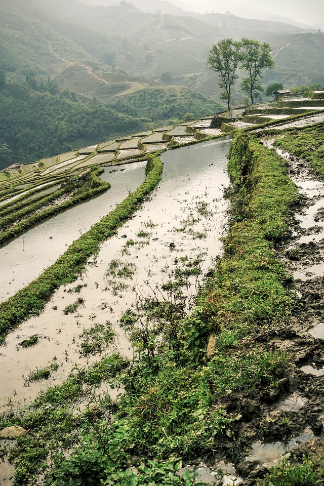 Rice fields and steppes in Vietnam