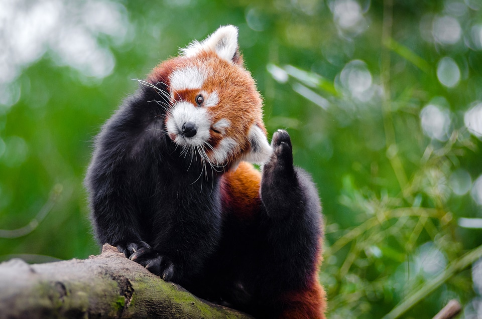 Cute Red Panda - Ailurus fulgens in a tree