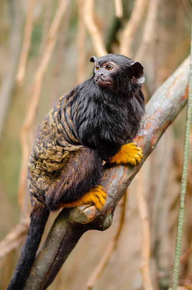 Red-handed tamarin on Branch - Saguinus midas