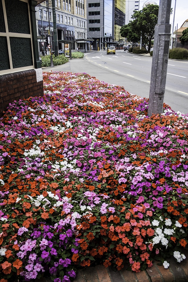 Flowerbed in Wellington, New Zealand