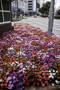 Flowerbed in Wellington, New Zealand photo