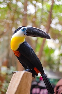 Perched Toucan photo