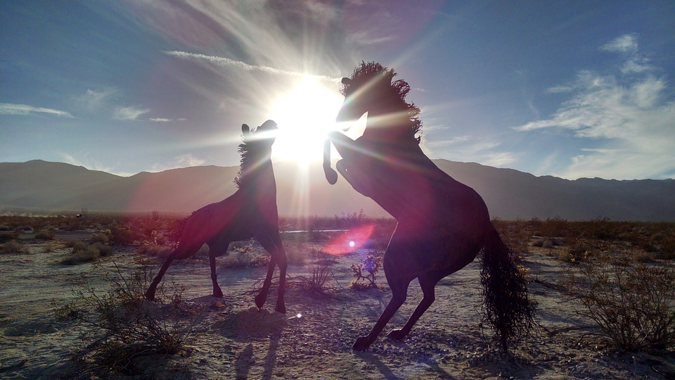 Two horses playing in the sunlight