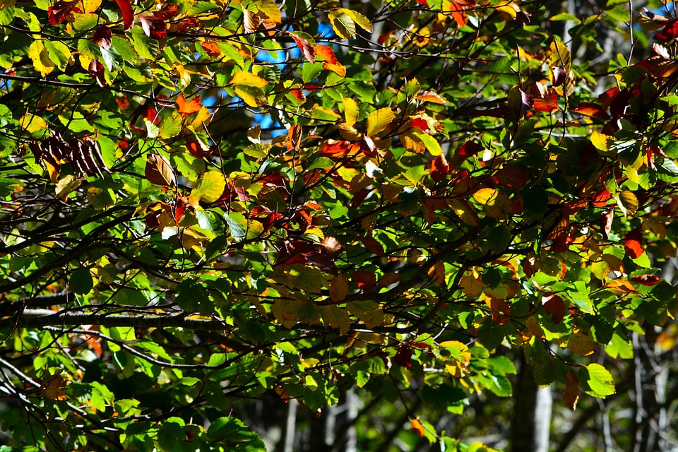 Leaves aesthetic tree