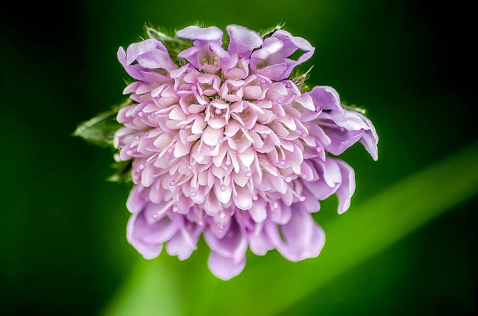 Blossom bloom scabiosa