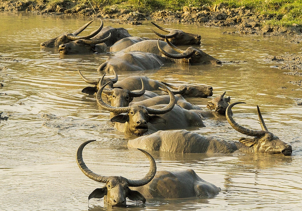 Mud animal kaziranga