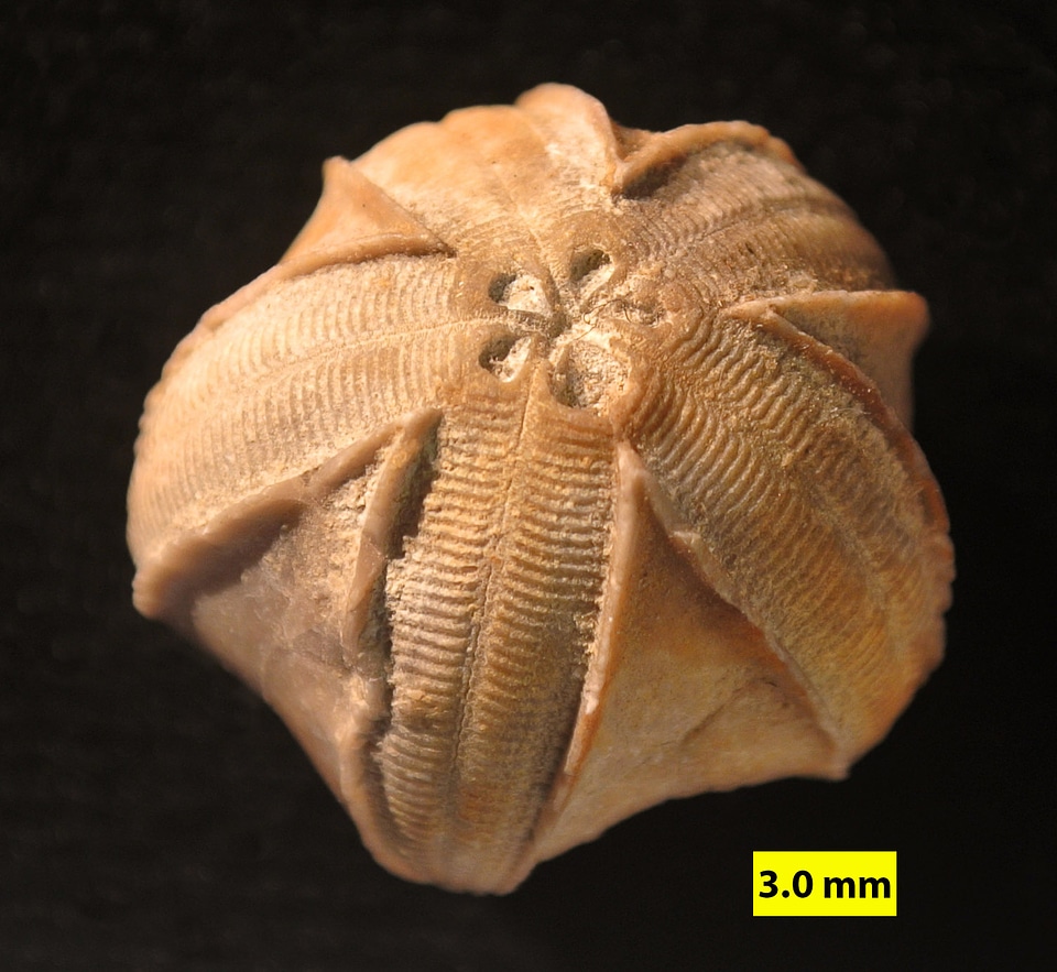 Pentremites sp.from the lower Carboniferous period