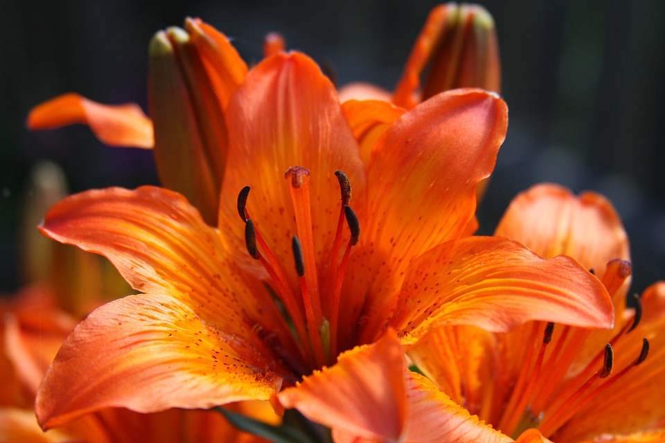 Beautiful orange lily flower