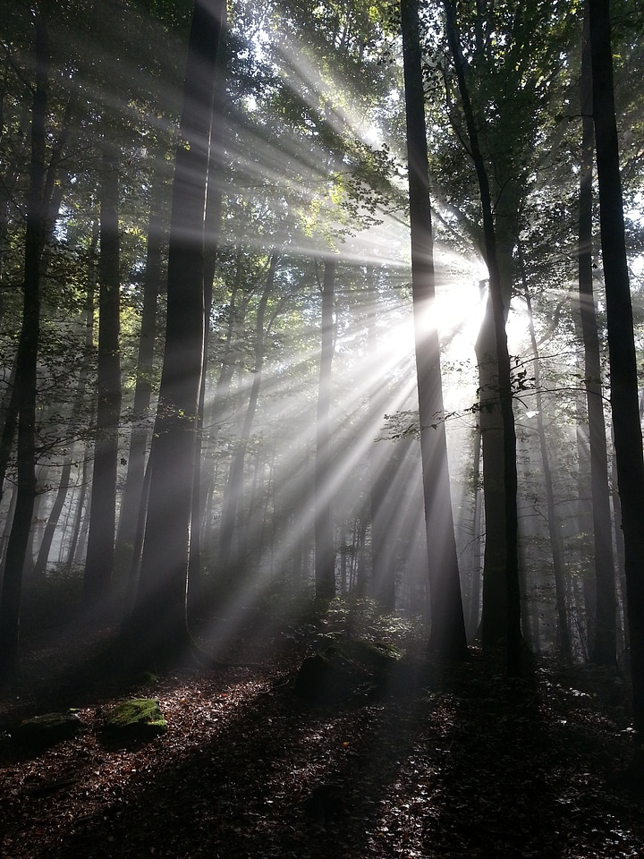 Forest tyndall effect autumn mood forest