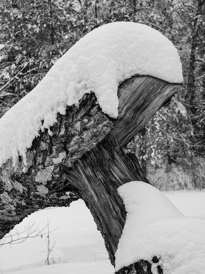 Forest black and white trueb
