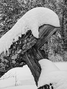 Forest black and white trueb photo