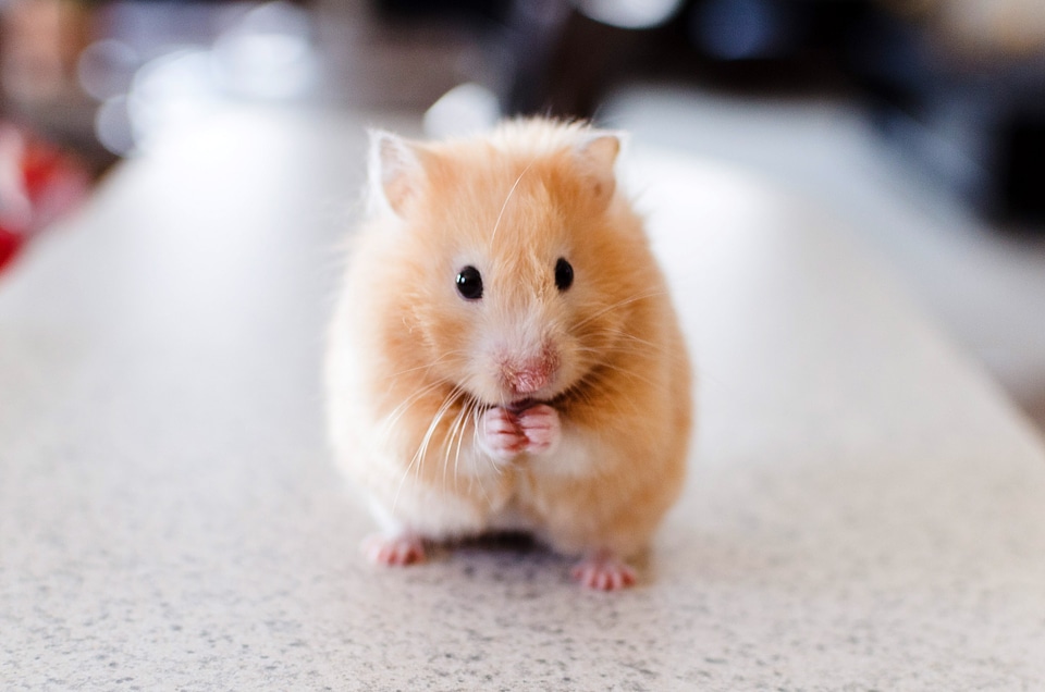 Hamster Standing Up photo