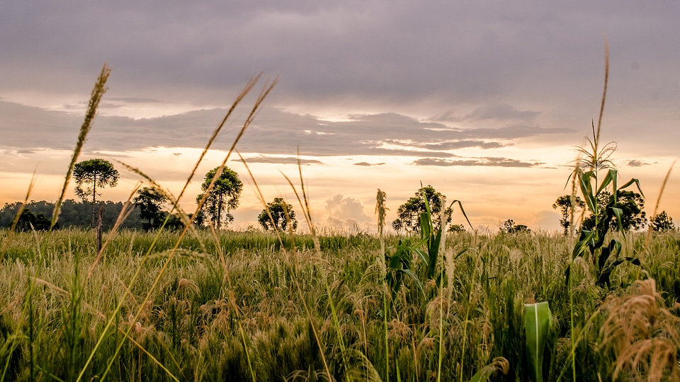 Grass Fields landscape in Argentina photo