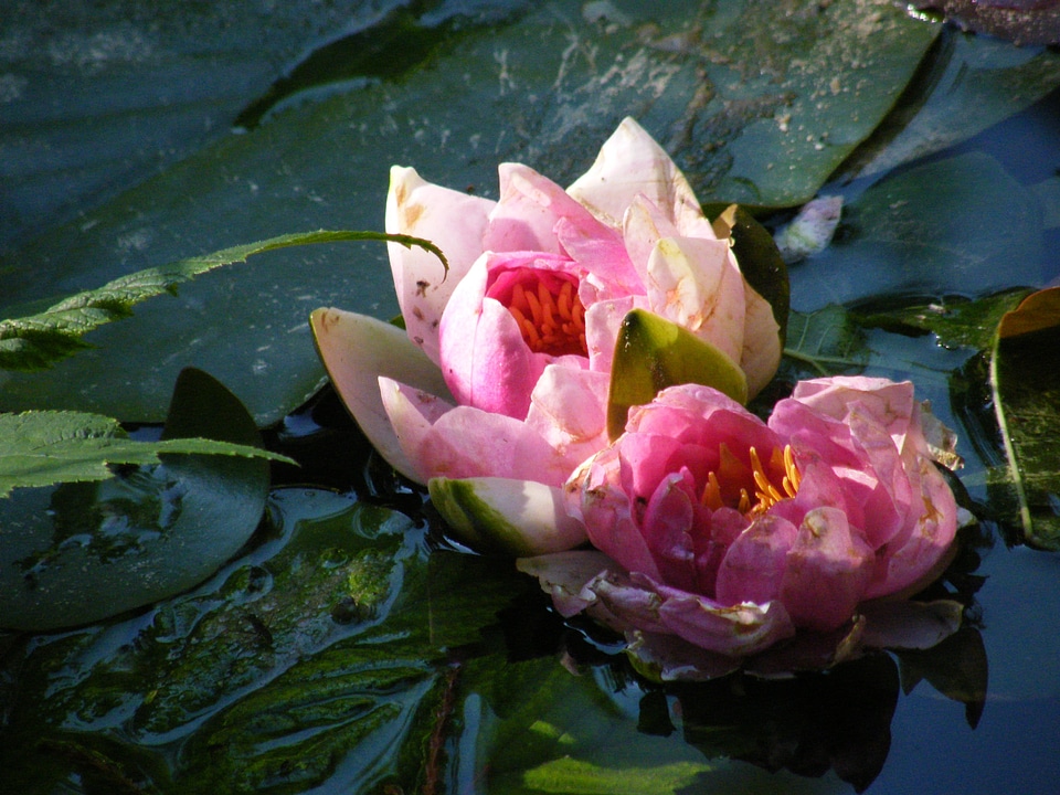 Blossom bloom pink