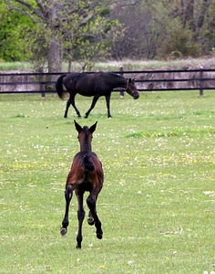 Equine horses trotter photo