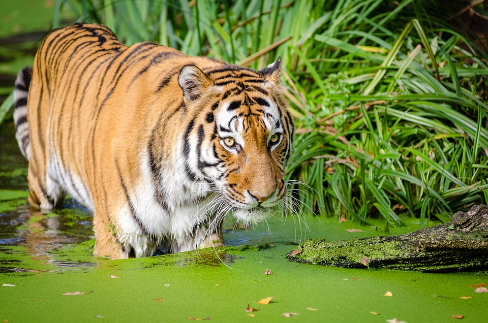 Tiger Near the shore in a pond photo