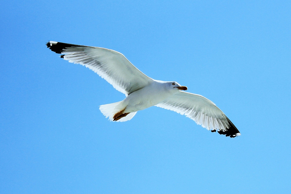 Seagull sky fly photo