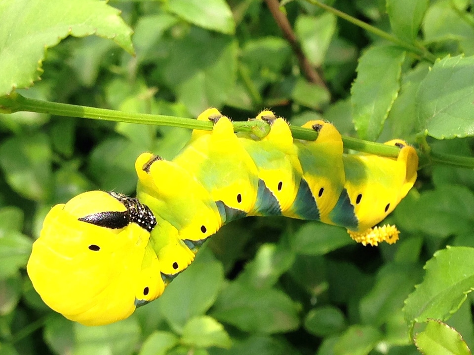 Larva of Death's-head hawkmoth - Acherontia atropos