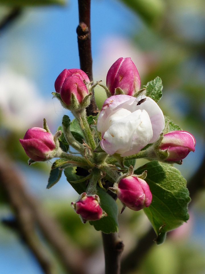 Bloom white pink