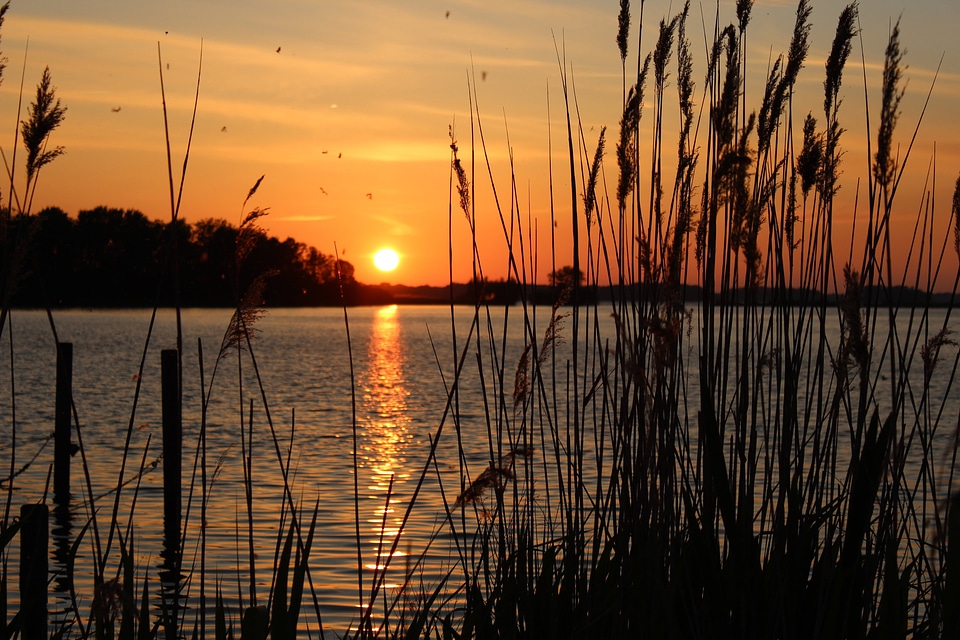 Sunset landscape beyond the reeds