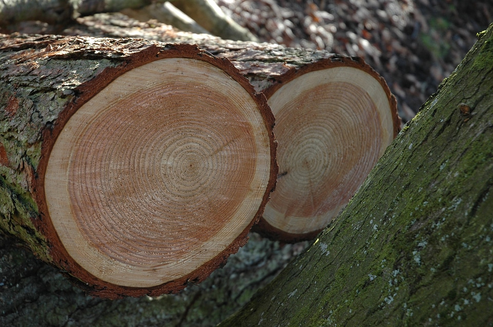Wood like sawed off