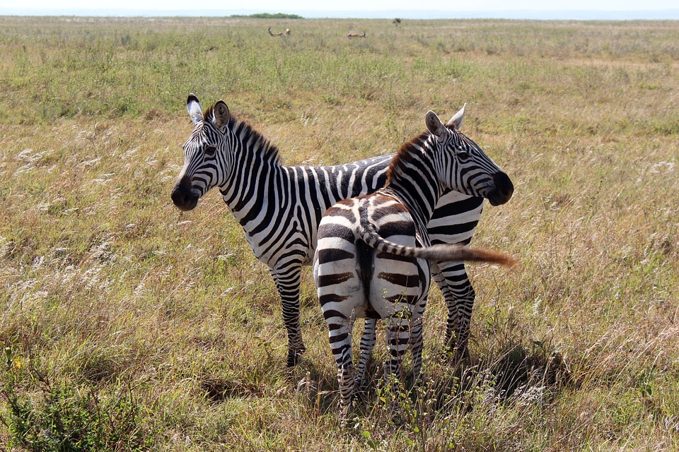 Zebras in the game Reserve in Nairobi, Kenya
