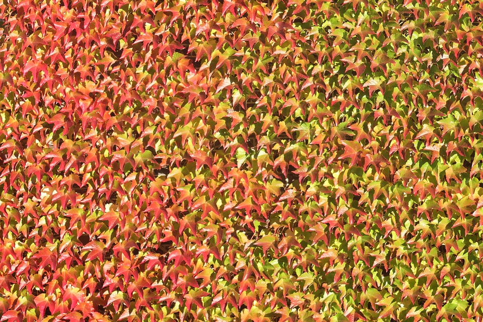 Autumn Leaves background pattern