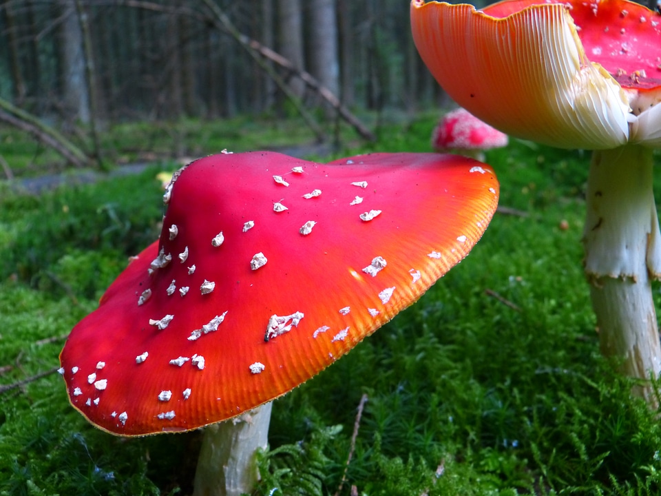 Toxic spotted autumn