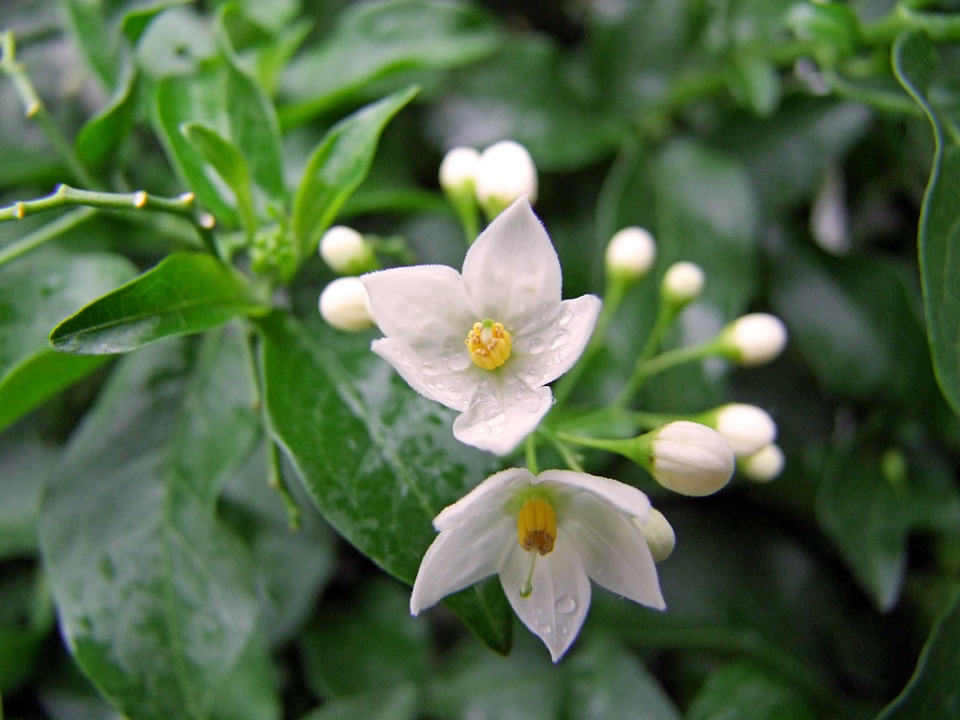 Jasmin flower nature