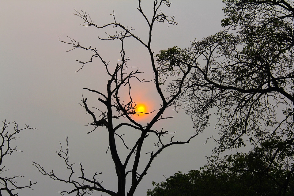 Sunset over the trees in Malaysia