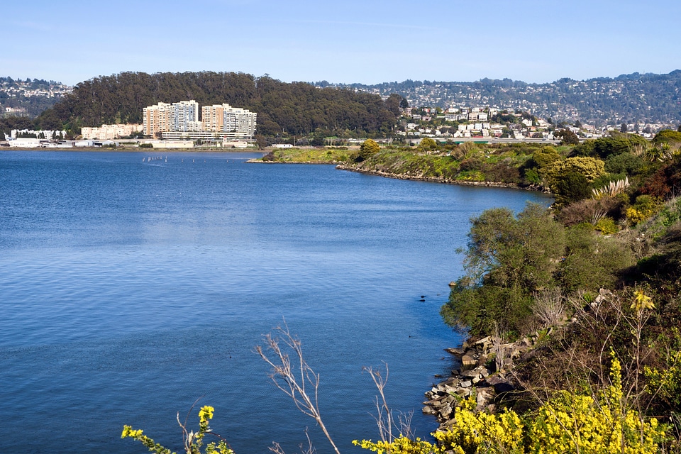 Lake Landscape in Albany, California