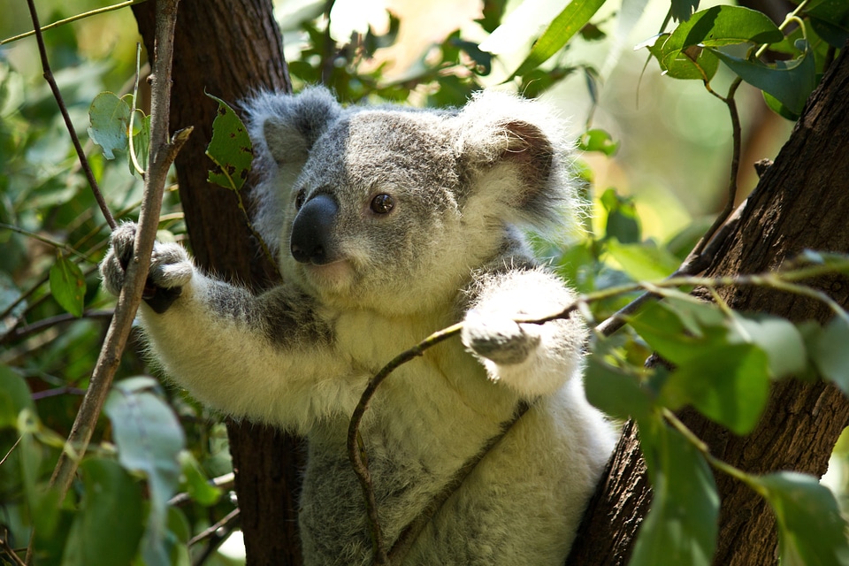 Wild wildlife animal