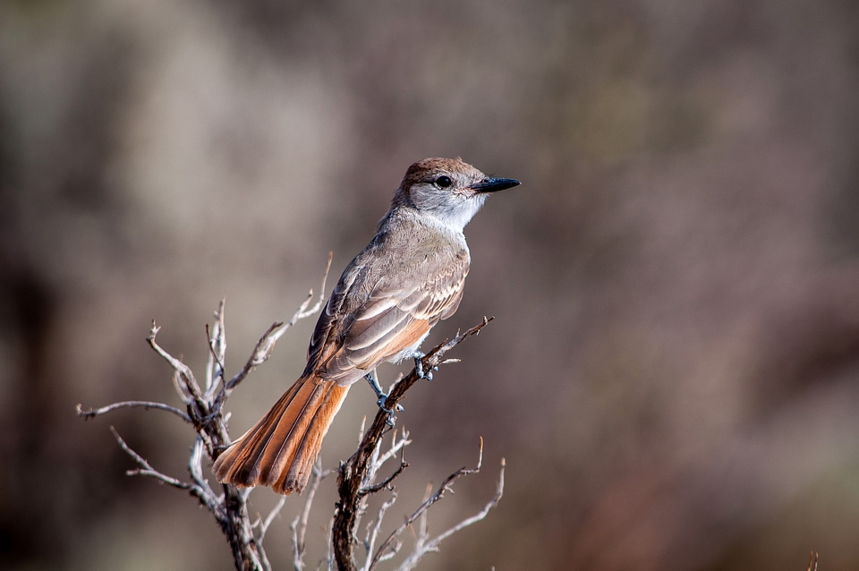 Bird on branch in Santa Fe, New Mexico
