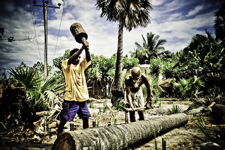 People Chopping Trees in Sri Lanka
