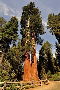 The giant trees of Sequoia National Park, California photo