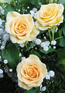 Romantic garden flower