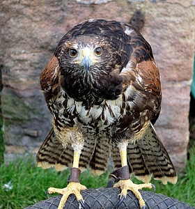 Intense stare of a hawk photo