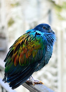 Wings feather wildlife