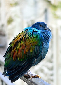 Wings feather wildlife photo