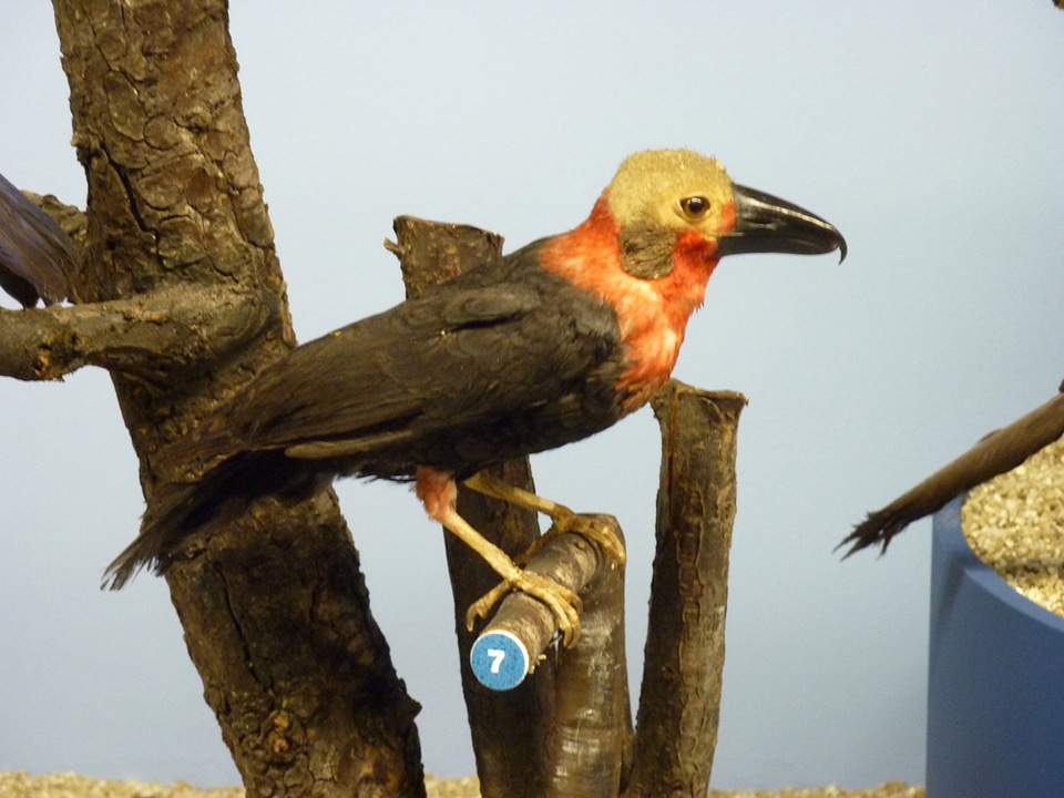 Mounted Bornean Bristlehead -- Pityriasis gymnocephala